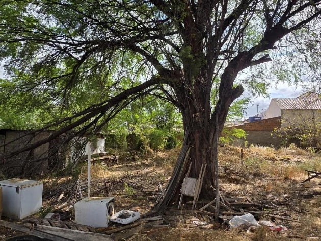 E o projeto de restauração do antigo Batalhão de Floresta? No Sertão