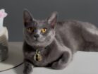 Gatinha Lua está desaparecida em Petrolândia; animal usa coleira com identificação e contatos do tutor