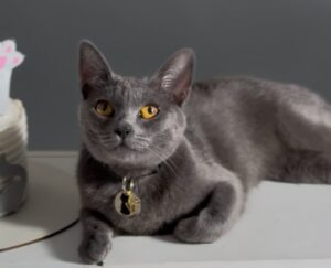 Gatinha Lua está desaparecida em Petrolândia; animal usa coleira com identificação e contatos do tutor Gatinha Lua está desaparecida em Petrolândia; animal usa coleira com identificação e contatos do tutor
