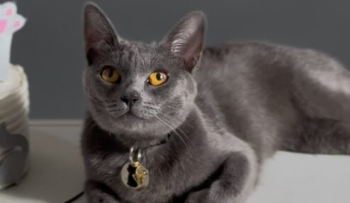 Gatinha Lua está desaparecida em Petrolândia; animal usa coleira com identificação e contatos do tutor