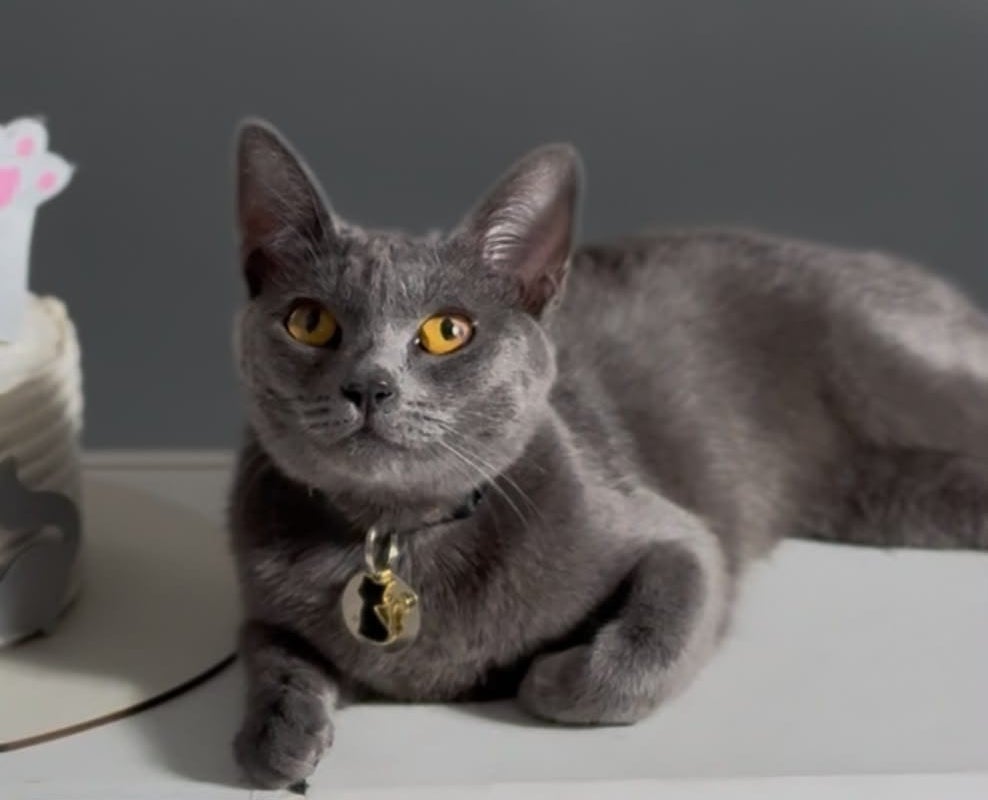 Gatinha Lua está desaparecida em Petrolândia; animal usa coleira com identificação e contatos do tutor