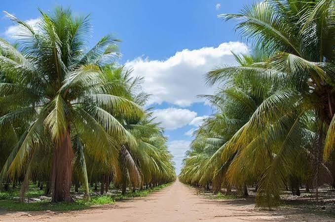 Petrolândia vai sediar, de 2 a 4 de setembro, o 3⁰ Simpósio de Oportunidades de Negócios na Cultura de Coco