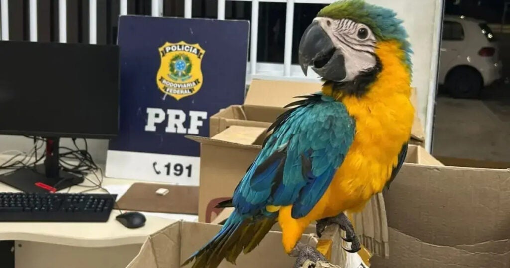 PRF apreende araras e filhotes de papagaio em Paulo Afonso, na Bahia
