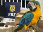PRF apreende araras e filhotes de papagaio em Paulo Afonso, na Bahia