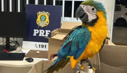PRF apreende araras e filhotes de papagaio em Paulo Afonso, na Bahia
