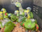 PRF e Ibama resgatam 140 filhotes de papagaio vítimas do tráfico de animais em Floresta-PE