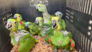 PRF e Ibama resgatam 140 filhotes de papagaio vítimas do tráfico de animais em Floresta-PE