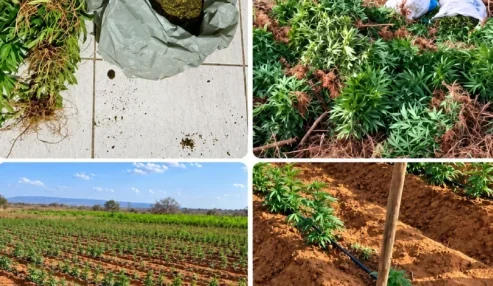 Polícia Militar e Polícia Federal erradicam cerca de 7 mil pés de maconha durante operação conjunta na zona rural de Inajá