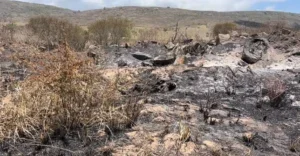 Imagem da reportagem sobre corpo encontrado às margens da BR-232 em Bezerros