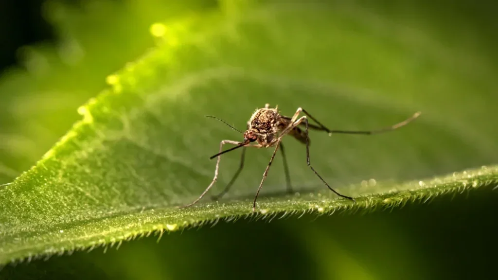 Imagem ilustrativa sobre a dengue e o mosquito Aedes aegypti
