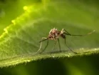 Imagem ilustrativa sobre a dengue e o mosquito Aedes aegypti