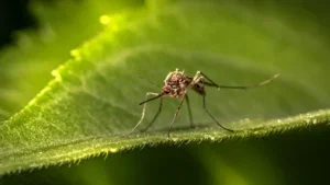 Imagem ilustrativa sobre a dengue e o mosquito Aedes aegypti