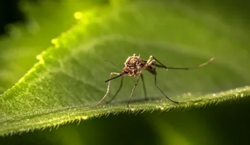 Dengue avança com mudanças climáticas e atinge nível epidêmico em 54% das microrregiões brasileiras, aponta Fiocruz