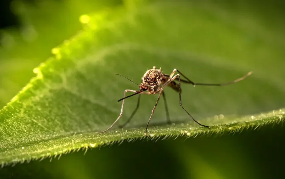 Dengue avança com mudanças climáticas e atinge nível epidêmico em 54% das microrregiões brasileiras, aponta Fiocruz