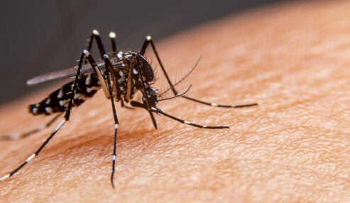 Pernambuco confirma 7ª morte por dengue em 2026; Petrolândia soma 1.247 casos prováveis